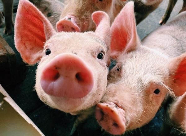 В России поголовье свиней увеличилось на 5,4%