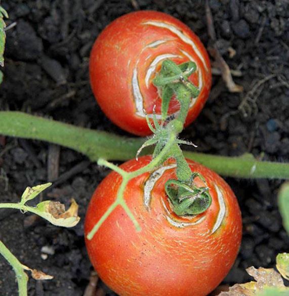 6 общих проблем с помидорами и как их исправить - шпаргалка для огородников!
