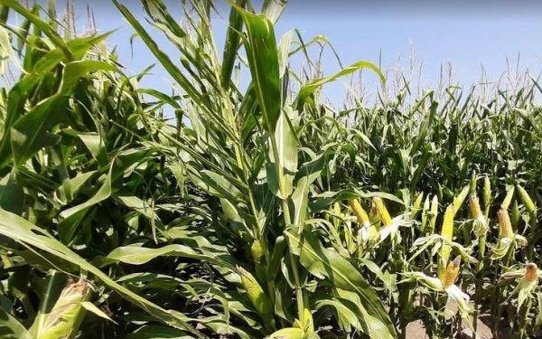 Система кукурузного тяни-толкая сократила применение пестицидов в Кении