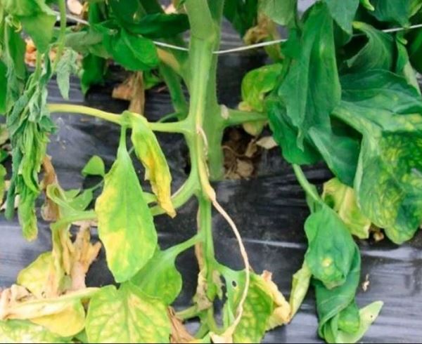 6 общих проблем с помидорами и как их исправить - шпаргалка для огородников!