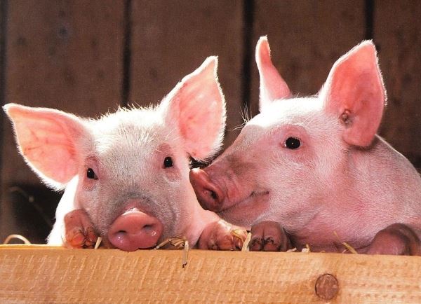 В Самарской области численность свиней выросла на 2,8%