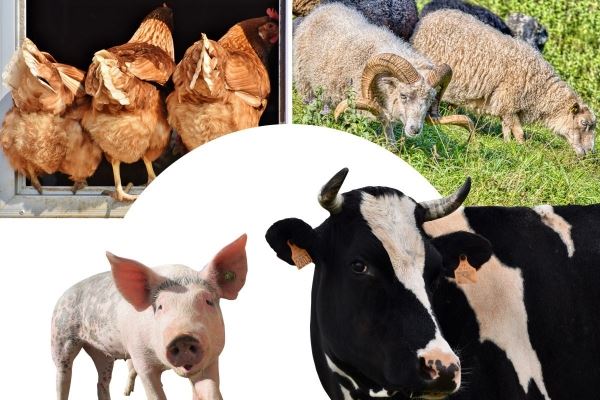 В свердловских сельхозорганизациях увеличилось поголовье скота