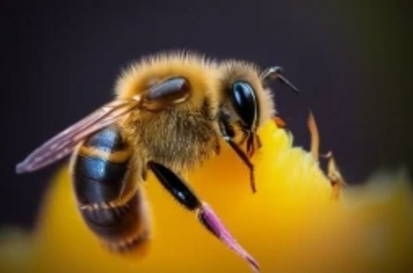Регламент применения пестицидов по классам опасности во избежание гибели пчел