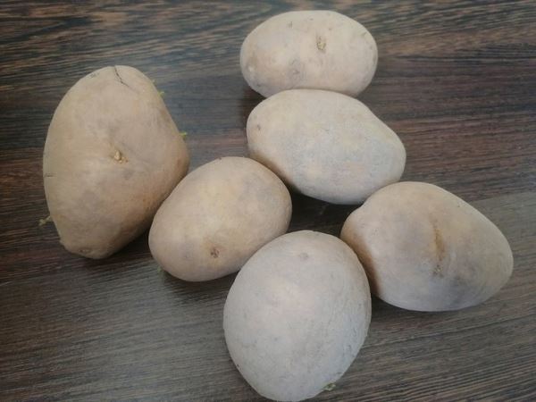 Парша картофеля и меры борьбы: «Дачная помощь» от Россельхозцентра по Владимирской области