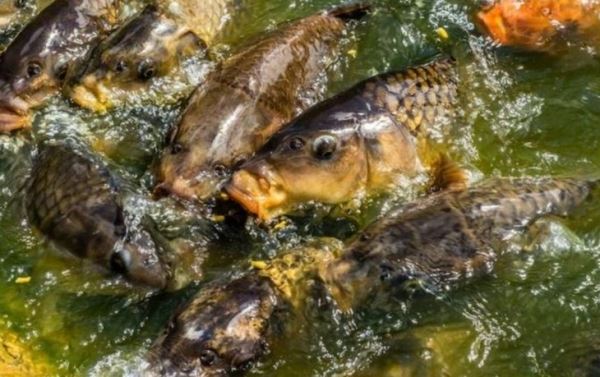 Как предотвратить летние заморы рыб в прудах