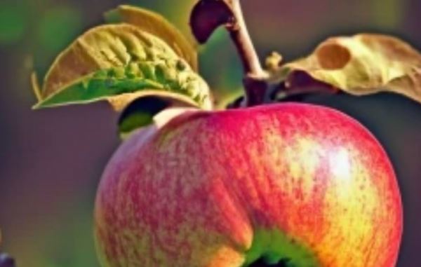 Яблонная листовая галлица – когда она опасна