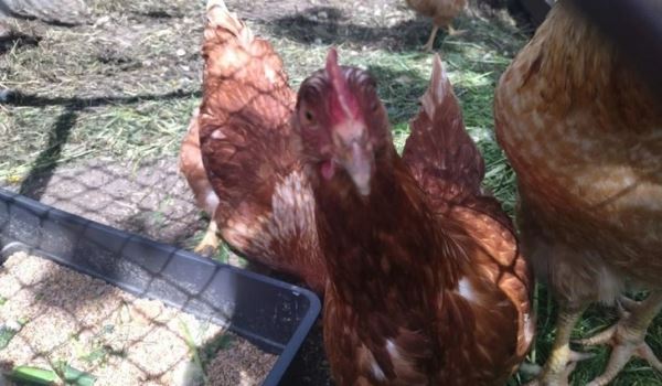 Как сэкономить летом на кормах для кур: сорняки и ферментация корма