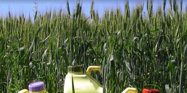 Что применить на яровых зерновых и кормовых травах от вредителей: советы Виталия Новичкова