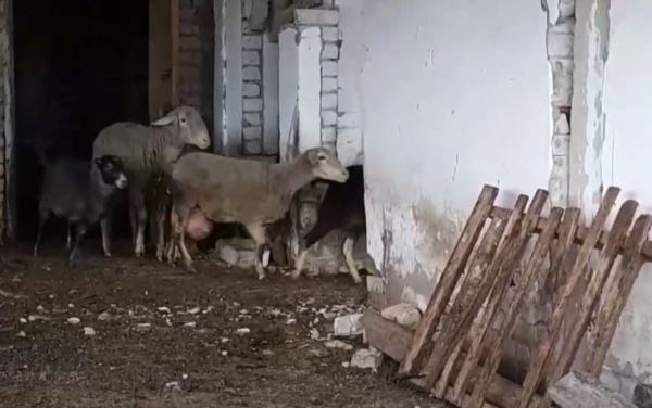 Правозащитники требуют проверить «концлагерь» для овец в Нижегородской области