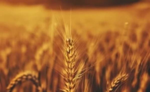 Ученые предсказали США климатический коллапс с озимой пшеницей