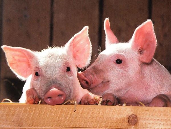 В «Тавросе» начали оценивать генетический потенциал свиней