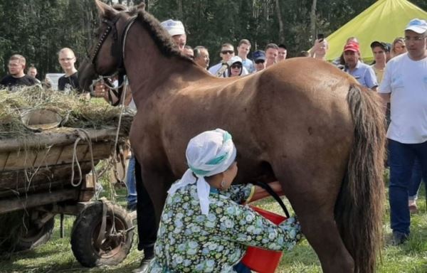 В коневодческом молочном хозяйстве Башкортостана надои достигают 220 литров ежедневно