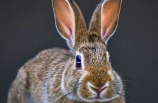 Почему кролики едят бумагу