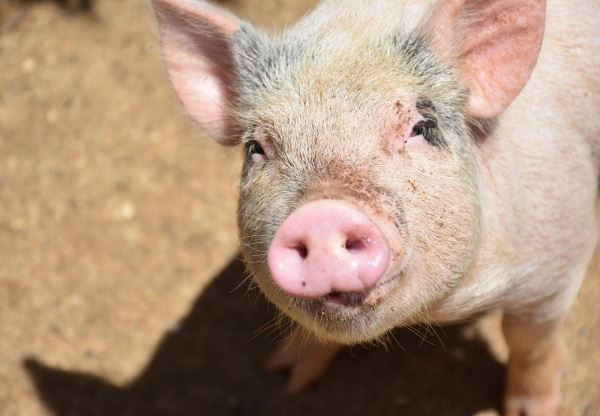 В Омской области численность свиней выросла на 2,7%