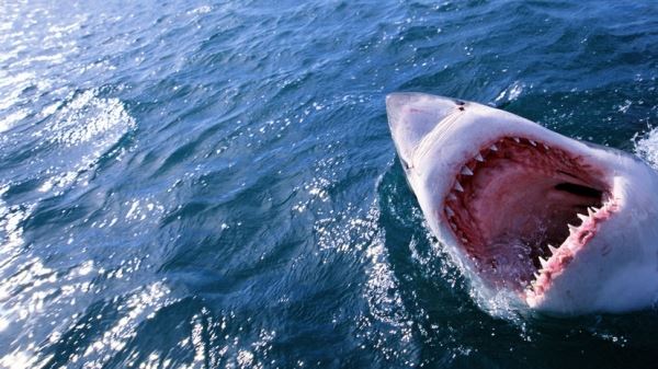 Ихтиолог Кузищин объяснил рост числа случаев нападения акул изменением климата