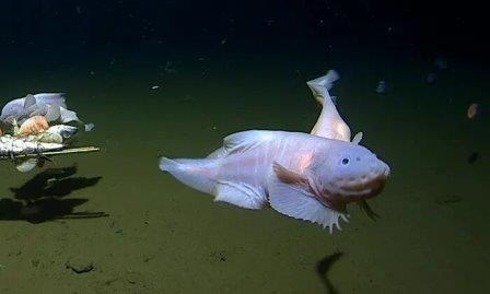 На глубине 8336 метров у берегов Японии обнаружили самую глубоководную рыбу