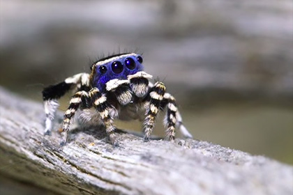 В Австралии обнаружили новый вид пауков. Видео