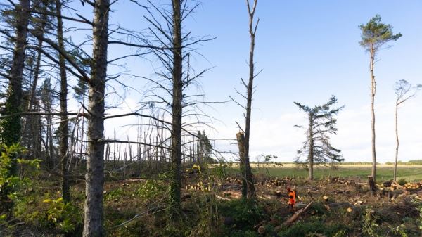 В лесах Подмосковья расчистили более 650 км просек с начала года