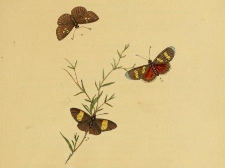 В США издана антология поэзии о насекомых