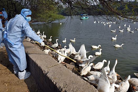 Власти Магаданской области объявили карантин по птичьему гриппу