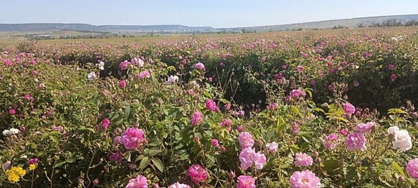 В Крыму приступили к масштабной уборке эфиромасличной розы