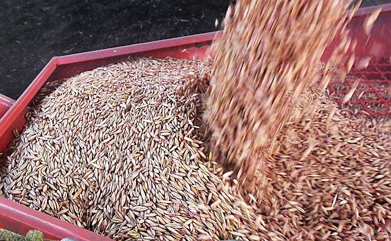 В Польше раскритиковали позицию Украины по импорту зерна